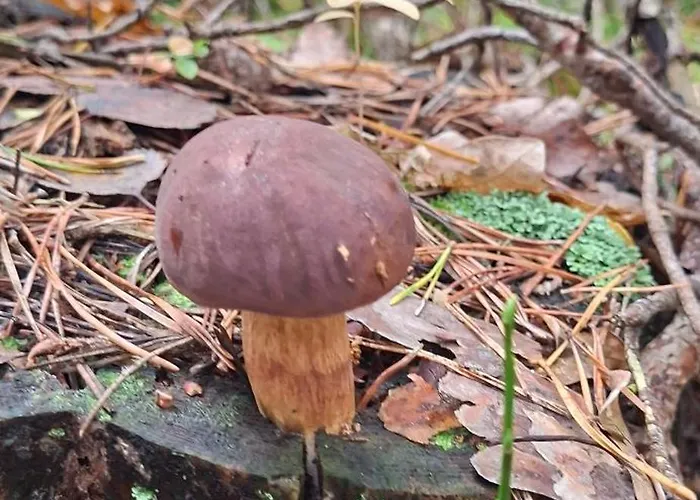 Wilcza Chatka Na Kaszubach,Niedaleko Stoku Koszalkowo,Kominek,Balia Feriehus *